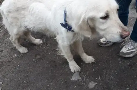 Собака найдена на ул. Халатина, Мурманск - потеряшка или выброшена?