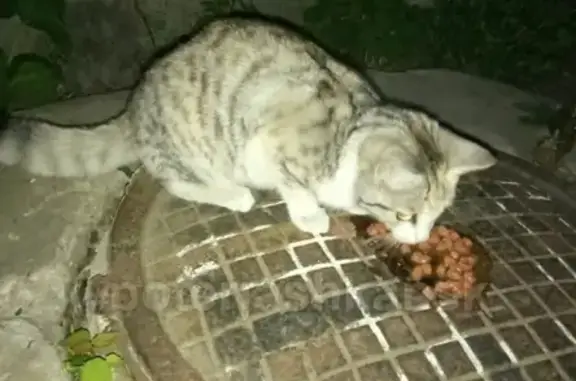 Найдена кошка на Металлурге, ищем хозяев