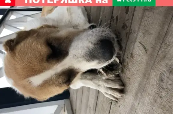 Пропала собака породы алабай в Высокогорском районе, Республика Татарстан.