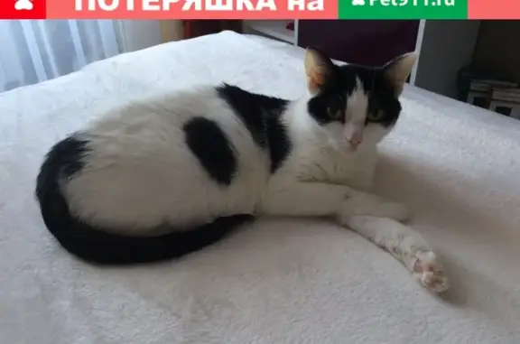 Пропала кошка Ника на улице Сосновских