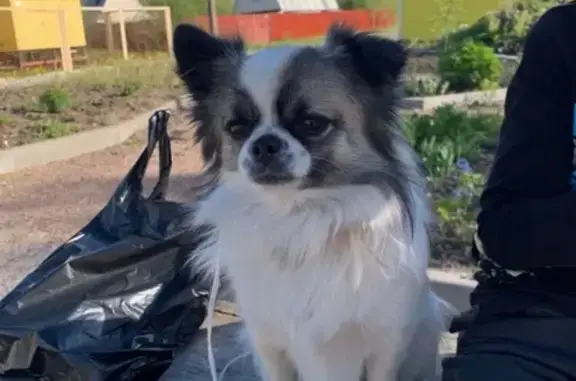 Найдена собака, СНТ Поркузи, фото: Найдена собака в Поркузи, Лен.обл. - тел. Евгении