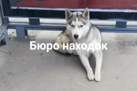 Найден щенок Хаски на остановке Первомайская (Макси) в Архангельске