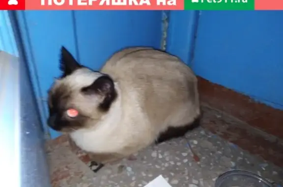 Найдена домашняя кошка на ул. Энтузиастов, Барнаул