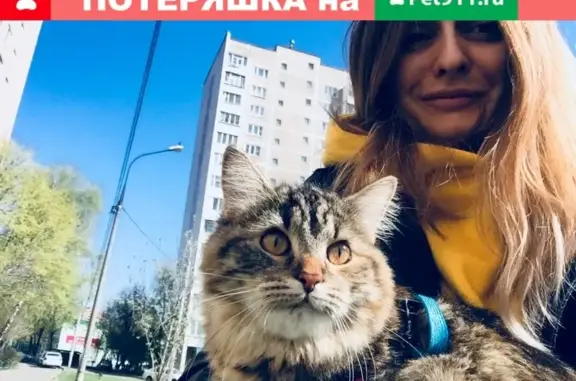 Пропала кошка Люся, район ПЛК, Видное.