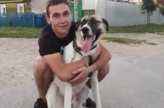 Пропала собака в Казани, убедительная просьба позвонить.
