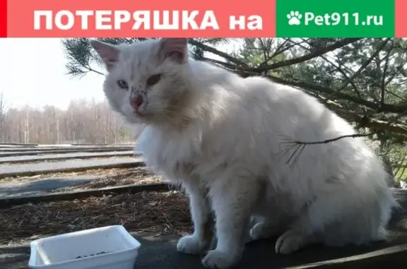 Найден белый кот в Калужской области