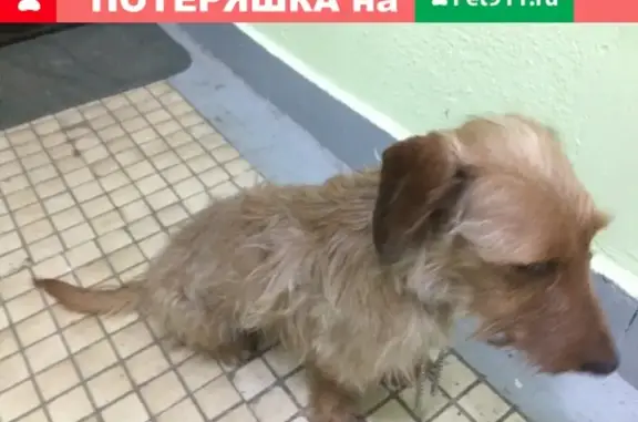 Найдена собака на Кировоградской, Москва, Чертаново