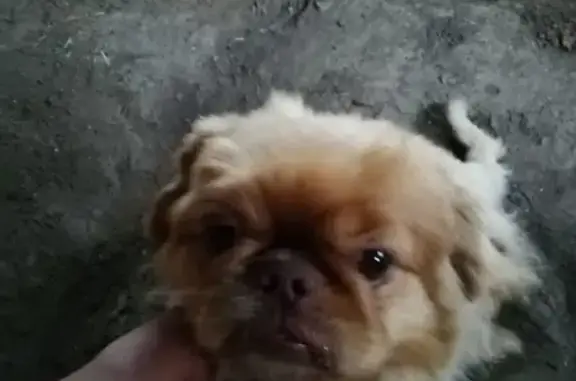 Найдена собака в селе Каменка, Саратовская область