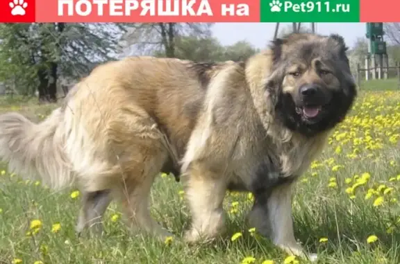 Найдена кавказская овчарка в Лысых Горах, ищем хозяина или новый дом