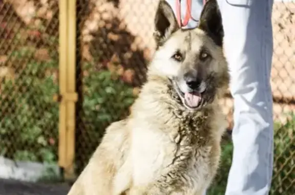 Собаки потеряшки, Богандинский, фото: Потеряшка собака в Богандинском районе