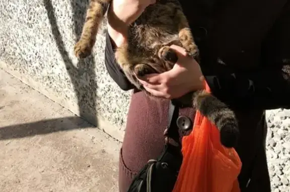 Найдена кошка на ул. Ялуторовская 12, Тюмень