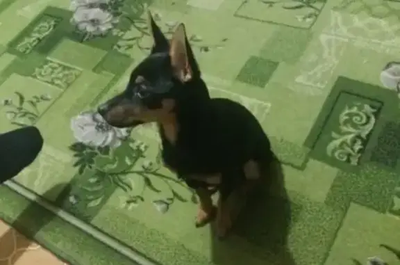 Собаки потеряшки, СНТ Северный, фото: Потеряшка пёс в посёлке Северный, Курганская обл.