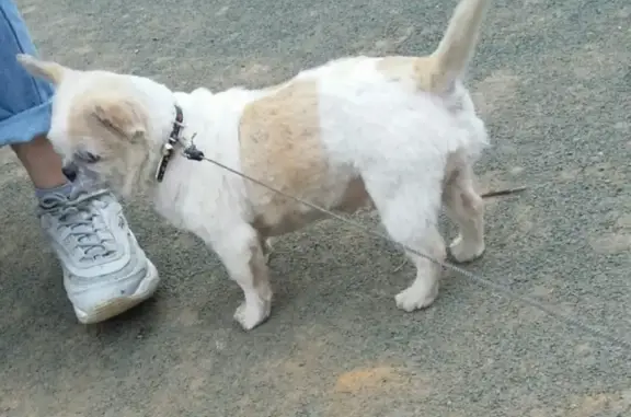 Пропала смешанная собака возле Фикспрайса в Щёкино
