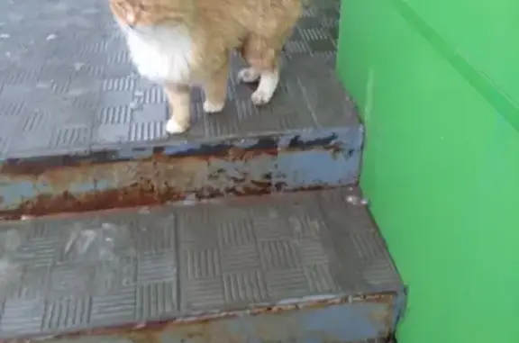 Пропал кот Персик в Зеленодольске, Татарстан