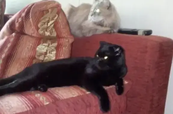 Найден чёрный кот на дачах 