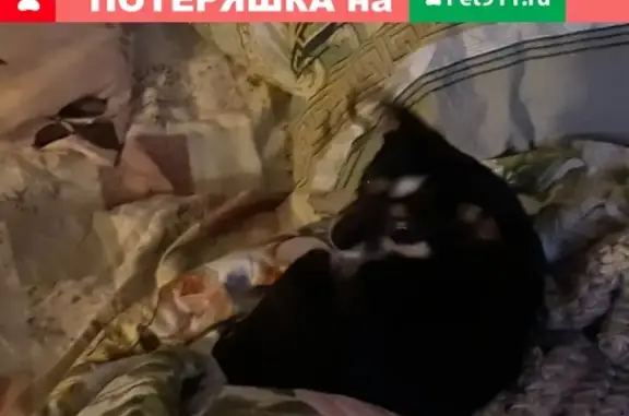 Потерянные животные Сургут, фото: Пропал пёс Найджер на улице Энергетиков