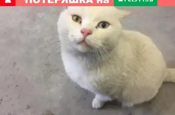 Пропал кот в Переславле!