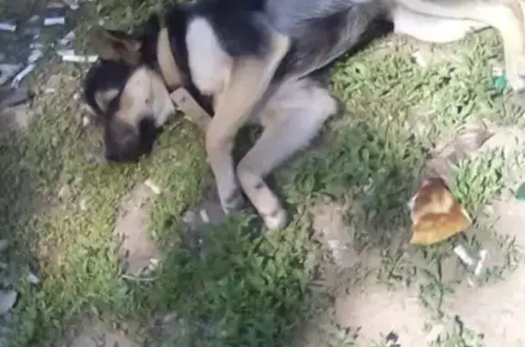 Собака найдена на остановке В-16 в Волгодонске