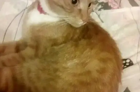 Кошки потеряшки, Ярославль, фото: Потеряшка кот в пос. Щедрино, ул. Парковая, д. 17.