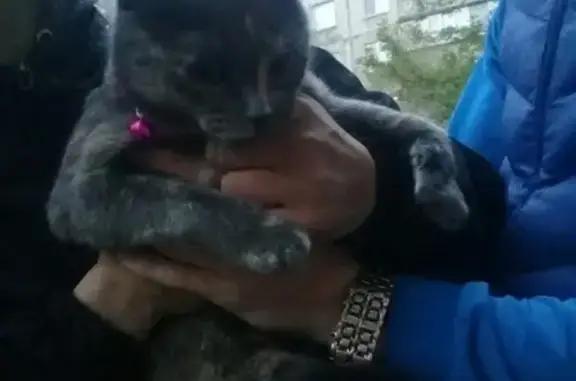 Найдена кошка на Машиностроителей 13, Бийск