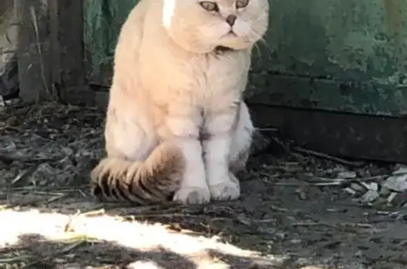 Найдена кошка с ошейником на ул. Луначарского, Новороссийск