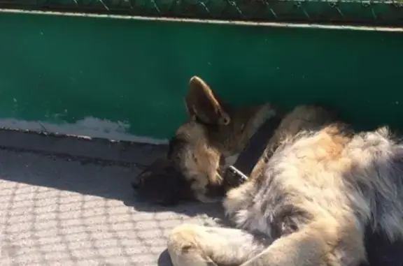 Найдена собака в Ростове-на-Дону, р-н Александровка, ищем хозяина!