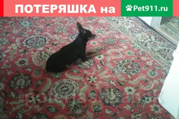 Найдена собака в пос. Рыбачий, Новосибирск