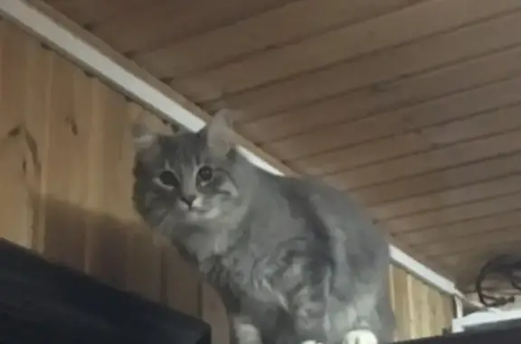 Пропал серый кот в Чехове, Московская область
