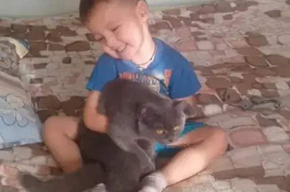 Кошки потеряшки, Ижевск, фото: Потеряшка британская кошка в Ижевске, Молодёжная 37