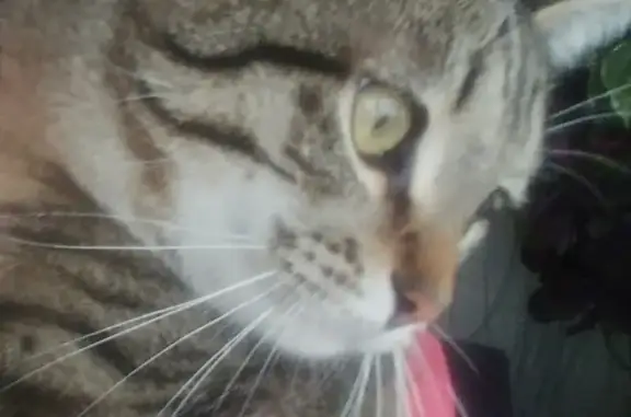 Кошки потеряшки, Тольятти, фото: Потеряшка котенок Тимошка по адресу Льва Толстого 17, Тольятти