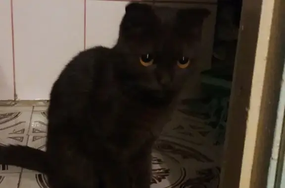 Найдена кошка в Анапе: черный с желтым