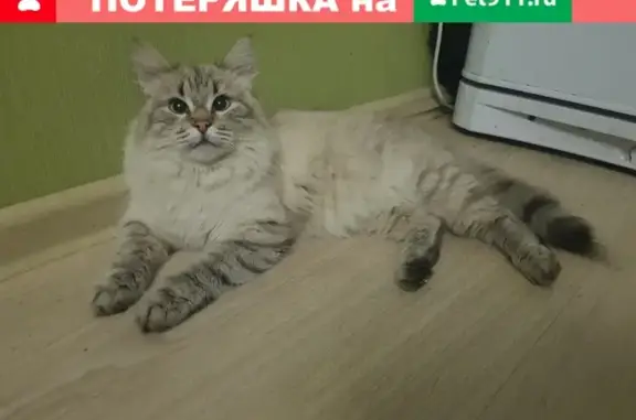 Найдена кошка на Волгоградском проспекте 60к1