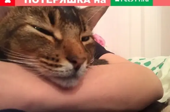 Пропала кошка Чивас в Салтыковке, вознаграждение 1000, звоните по номеру.