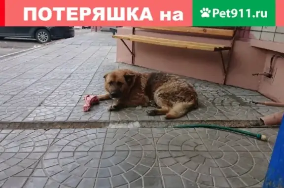 Собака ждет хозяина на ул. Большая Горная, Саратов.