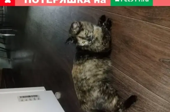 Пропала кошка в Дзержинске, ул. Свердлова 3 линия дом 13