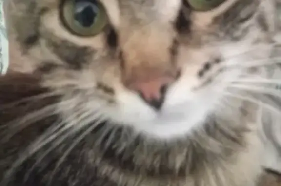 Кошки потеряшки, Москва, фото: Потеряшка кошка на Зелёном проспекте, Москва