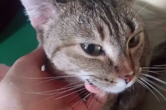 Объявления о пропавших и найденных животных, Ханты-Мансийск, фото: Пропала кошка в районе 8ой школы/улица Посадская, отзывается на имя Куппуро (Купа)