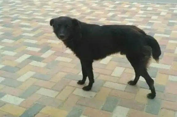 Потеряшка-собака на пр. Кулакова, Ставрополь