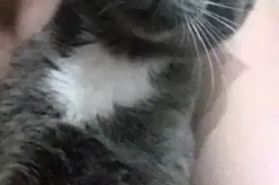 Кошки потеряшки, Дороничи, фото: Потеряшка кошка в Дороничах, Россия, возраст около года.