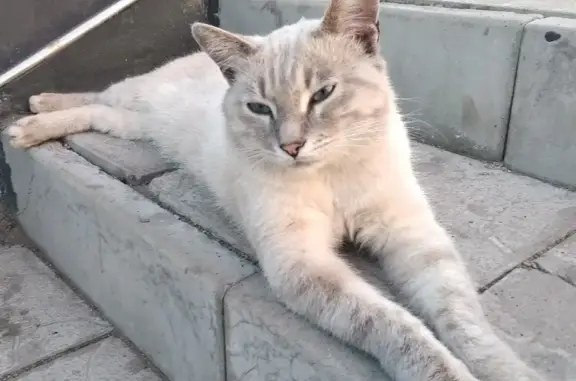 Найден тайский кот в Магнитогорске на Сиреневый-Калмыкова