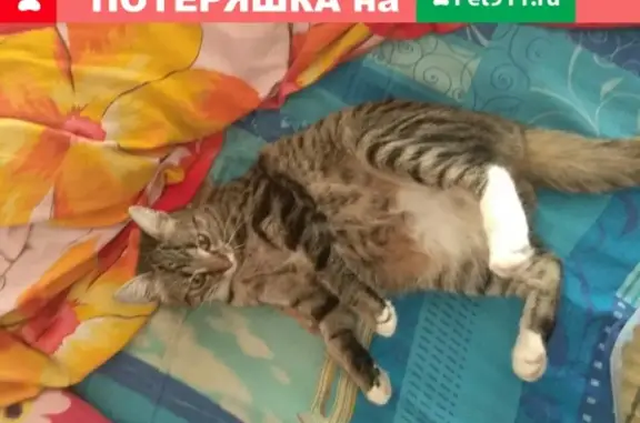 Пропала кошка в Брянске, Бежицкий район, возле поликлиники БАЗ
