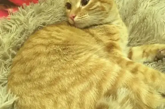 Найдена домашняя кошка в Абакане, ищем новых хозяев