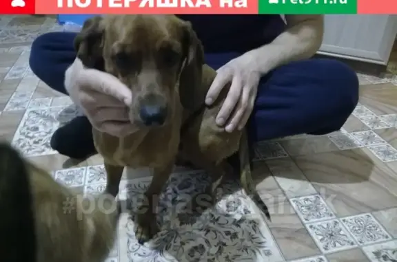 Найдена собака возле дома по Сибиряков-Гвардейцев в Новосибирске