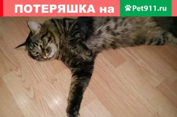 Найден кот возле дома на Сыромолотова 16 в Екатеринбурге
