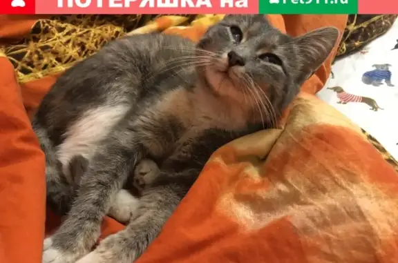 Найдена кошка на Петербургском шоссе, Тверь