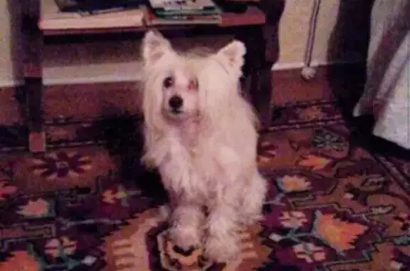 Собаки потеряшки, садоводческое некоммерческое товарищество Текстильщик Казльнокомбината, фото: Потеряшка собака в Зеленодольском районе, СНТ Текстильщик.