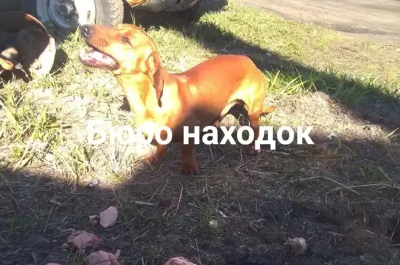 Найдена собака без ошейника в Архангельске