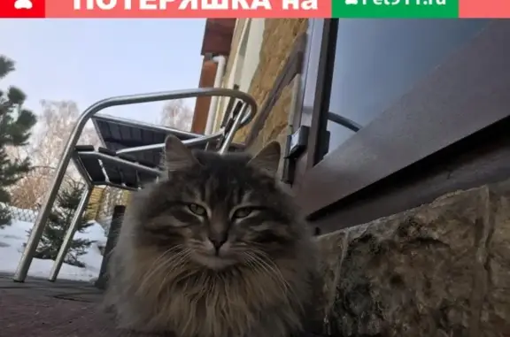 Пропала кошка Боня по Дмитровскому шоссе в Лобне