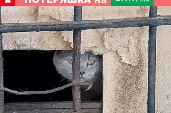 Найден пугливый британский кот в Воронеже