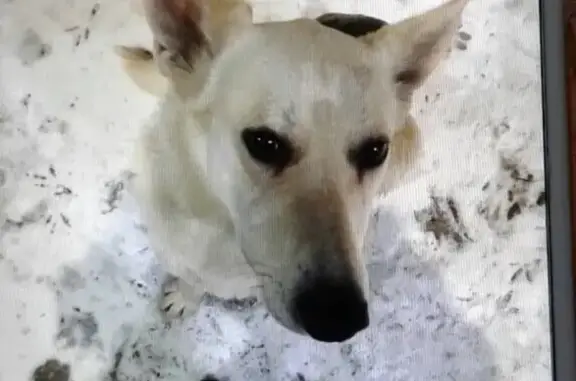 Пропала собака Стрелка в районе 25 м-на, Волжский